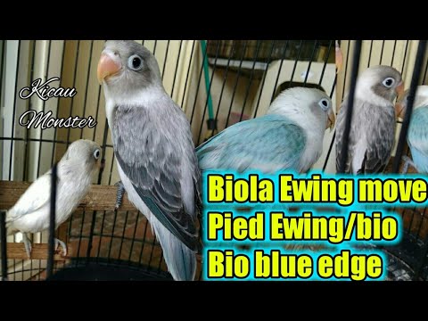 Biola Euwing Mauve Pied Euwing Bio Bio Blue Edge Youtube