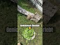 #funny #turtlewatching #turtle #help