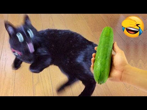 If You Laugh You Lose God Level 😅 Funniest Cats And Dogs #2 😹🐶 Best Funny Animal Videos 2024