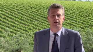 Intervista a Enrico Marramiero Vicepresidente Consorzio di tutele Vini d'Abruzzo.