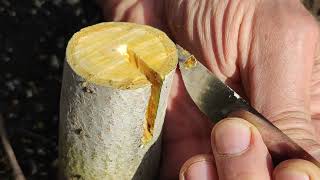 прививка грецкого ореха используя железные пилы