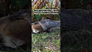🐍 VS 🦌 — Florida scientists witnessed a Burmese python swallowing full-sized deer whole 👀