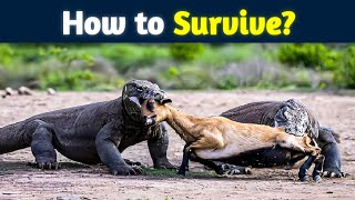 How to Survive Dangerous Komodo Dragon Attack