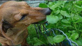 Why do dogs eat grass? discover 7 ...