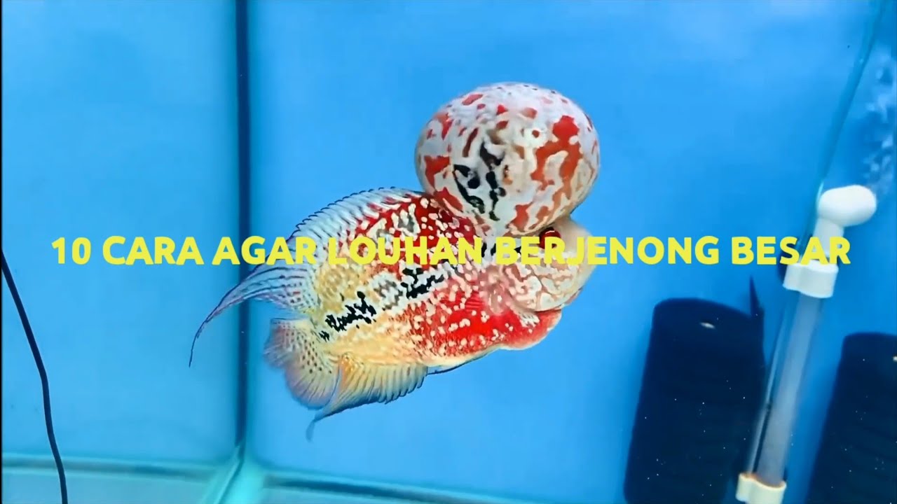 10 CARA AGAR LOUHAN BERJENONG BESAR