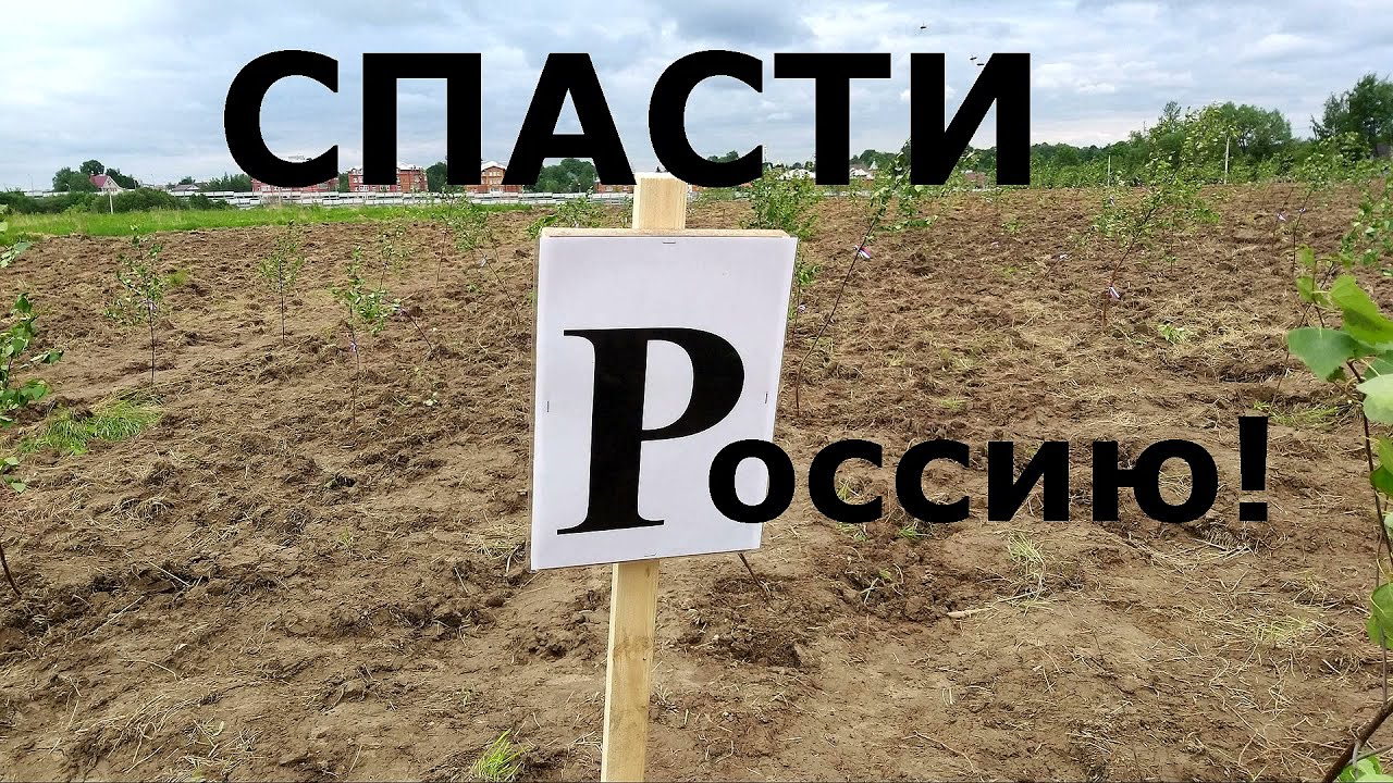 Высыхает геоглиф "РОССИЯ" в Сергиевом Посаде. 3000 берёз погибают!
