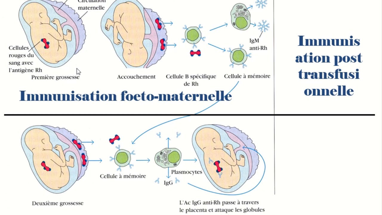 Recherche des anticorps irréguliers séance 1 YouTube — free download