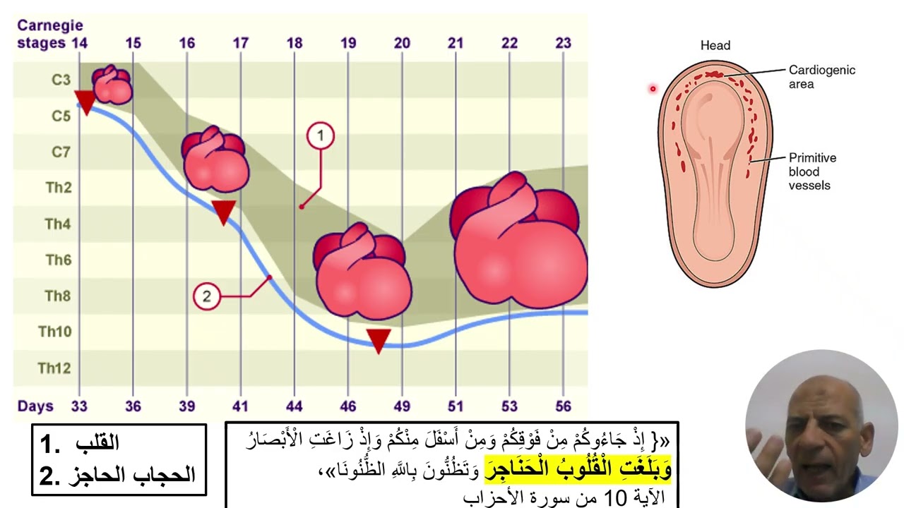 : { وَإِذْ زَاغَتِ الْأَبْصَارُ وَبَلَغَتِ الْقُلُوبُ الْحَنَاجِرَ } لماذا ربط الله القلب بالحنجرة