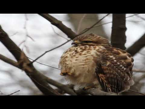 15 ALGONQUIN TRAIL, Sandy Hook, CT home video tour