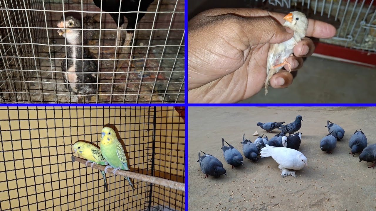 Aaj Ek or Baby Chicks Bimar lag raha | Love Birds | Love Birds | Daily Routine 