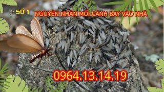 TẠI SAO MÙA MƯA MỐI CÁNH LẠI BAY VÀO NHÀ ? CÁCH XỬ LÝ MỐI  CÁNH ?