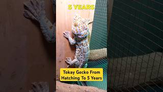 Tokay Gecko From Hatching To 5 Years Old  - Gecko Sound #phucsanimalhouse #animalsound  #tokaygecko