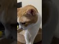 喧嘩…??#虎徹 #煉 #猫 #猫のいる暮らし #cat