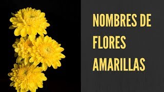 Nombres de Flores Amarillas | Rosas Amarillas Nombres