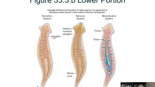 BIOL 1407 Lecture 33 Protostomes 33.1 to 33.8