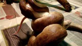 Boa Arcobaleno Mangia