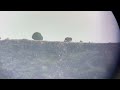 Bighorn Sheep on Black Mesa
