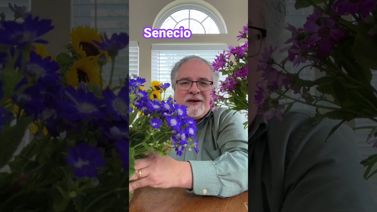 Introducing Senecio! Great color to brighten your day! 