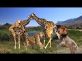 Most Unmerciful Combat Between Hungry Lions And Giraffe  | Wild Animal Fights in Africa