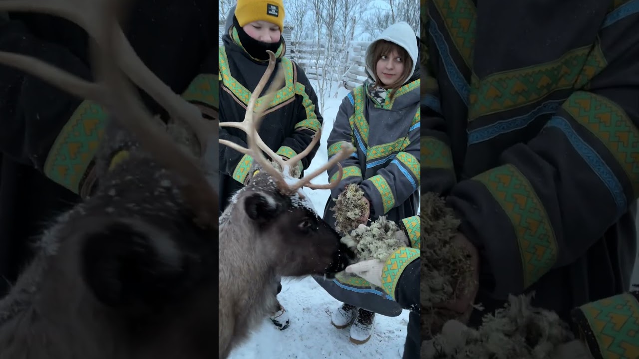 ✨ Кормим оленей в Тундра парк! Пушистые носы, тёплое дыхание, смех детей. Чистая радость Севера.