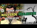 DONDE COLGARON A MALVERDE REALMENTE EN CULIACÁN?