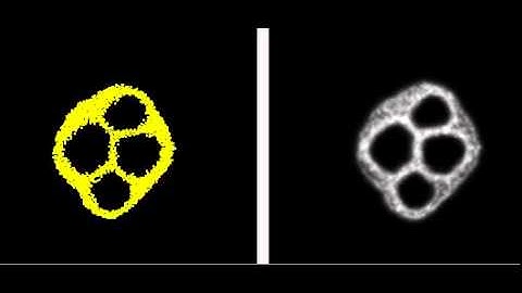 Slime mold - Particle Model - Petri dish domain