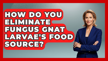 How Do You Eliminate Fungus Gnat Larvae