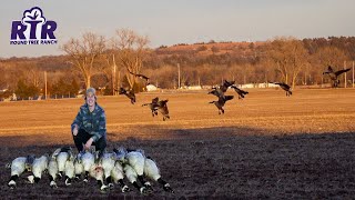 Landing Late Season Geese - 2022 Kansas Goose Hunting
