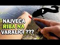 ZAKACIO SAM VELIKU RIBU NA UL