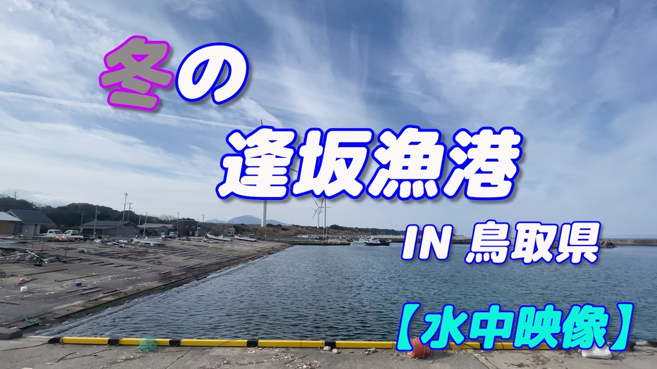 【水中映像】2月の逢坂漁港 IN鳥取県