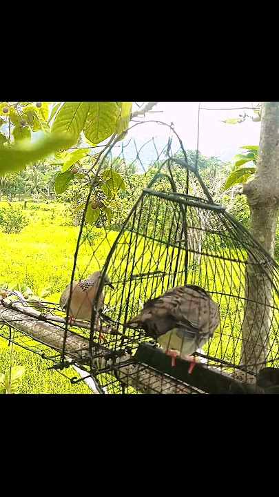 detik-detik tekukur celir jebak tapau dipaksa pikat untuk naik #tekukur #derkukugacor #pikatanburung
