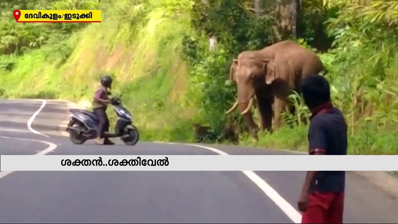 'ഡാ..റോഡിൽ നിൽക്കല്ലഡാ കേറിപ്പോഡാ..'കാട്ടാനയെ ശകാരിച്ച് ഓടിച്ച് വിട്ട ആന വാച്ചർ ശക്തിവേൽ | Devikulam