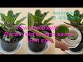 How to propagate African Violet by using leaves(First step). Life video recording.