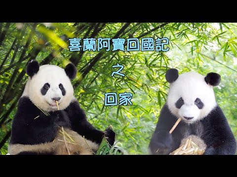 喜蘭阿寶回國記（2）
