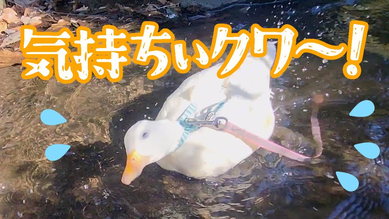【お散歩】川ではしゃぐアヒルが超可愛い！【コールダック】