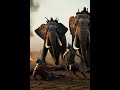 The Elephant vs The Pig was a giant of war, the Rome's most eccentric controversial defense history