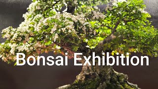 Flóra Olomouc 2024 - Bonsai exhibition