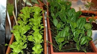 Containers Gardening : Vegetable Gardening In a Pot