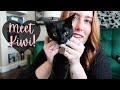 Life Update: I ADOPTED ANOTHER KITTEN!