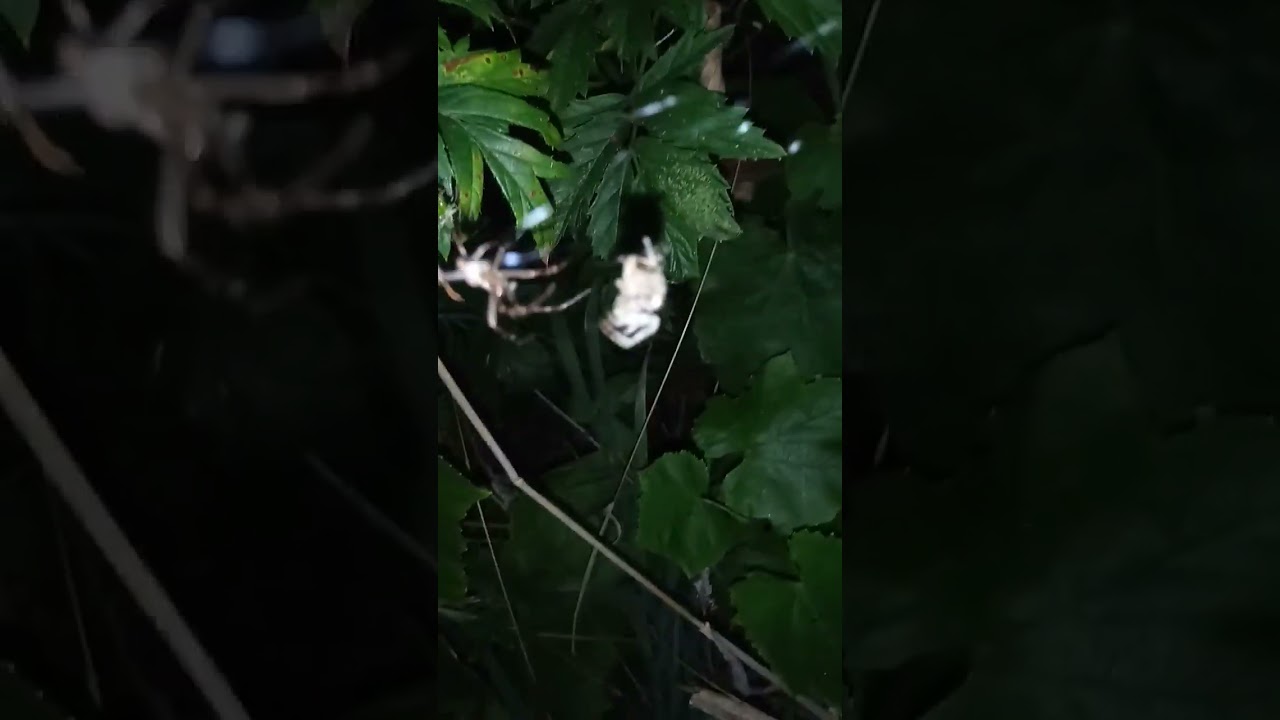 Spider Mating Behavior 