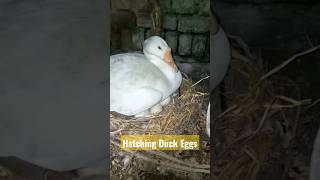Duck Eggs Hatching Days| Duck Hatching| Duck Egg Hatching