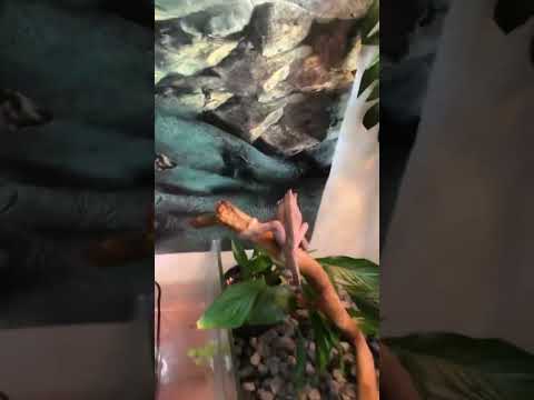 У меня появился хамелеон #reptiles #gecko #хамелеон #ящерица #йеменскийхамелеон