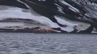 Moving the De Havilland Single Otter onto the RRS Ernest Shackleton, Deception Island, April 2004
