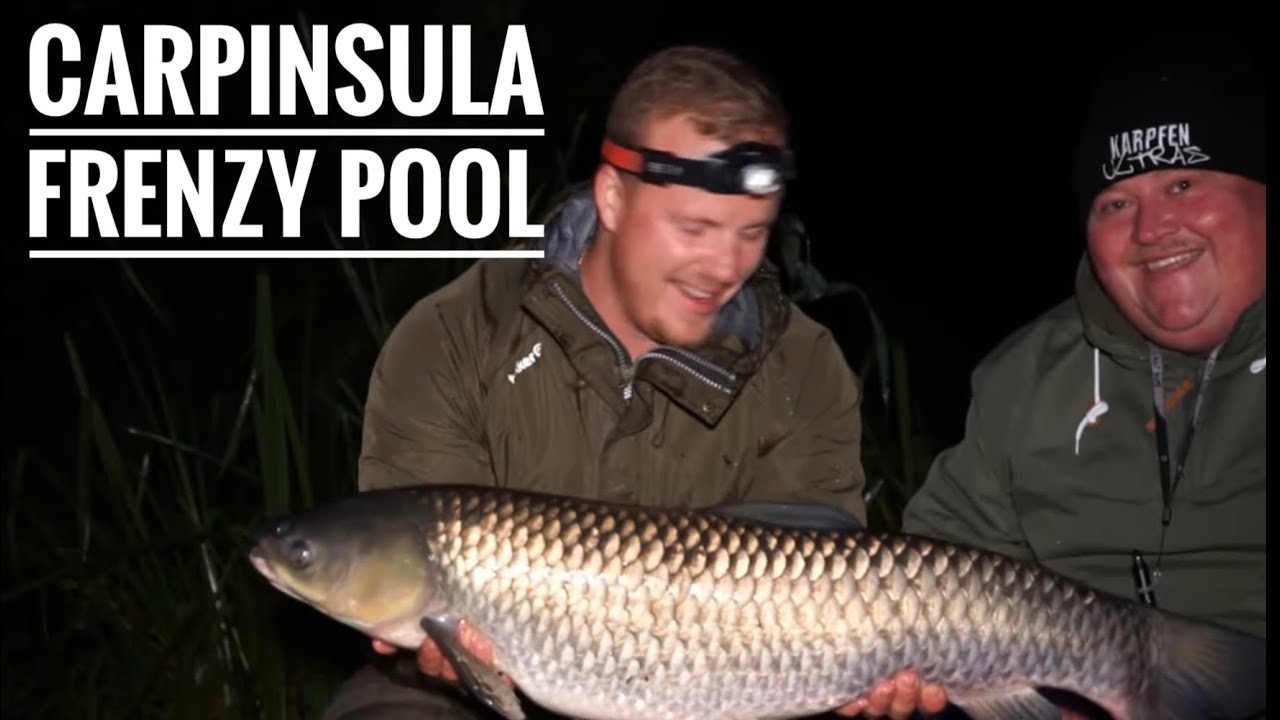 Karpfenangeln in Belgien // Carpinsula // Frenzy Pool // Karpfenangeln ...