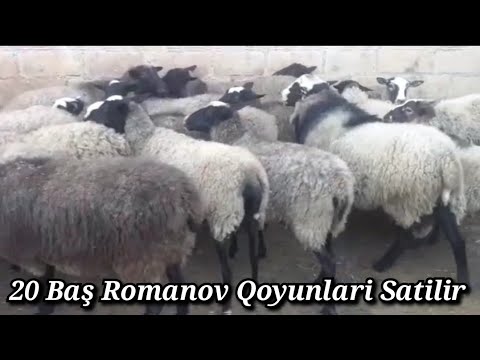 20 BAŞ ROMANOV QOYUNLARİ SATİLİR TEL:051.500.00.59