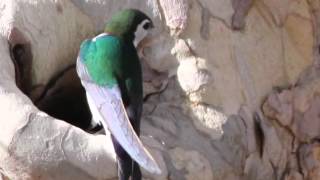 Violet-green Swallow looking for a Nest