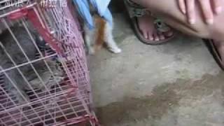 [20090618-StrayCatIncident]