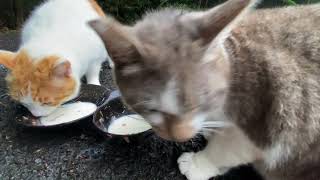 食後のミルクで水分補給する野良猫達　Stray cats rehydrating with milk after a meal