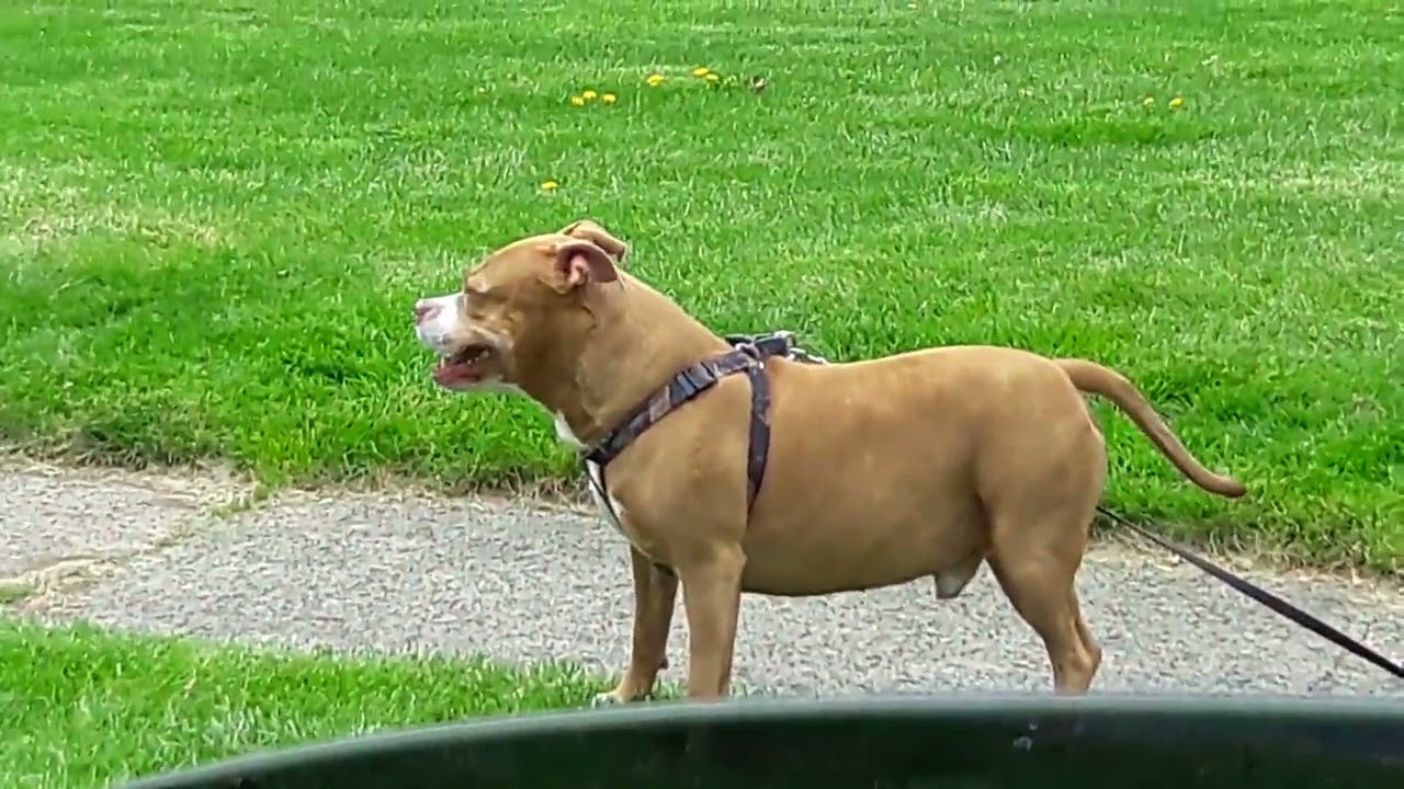 30 mins of RAW GANGSTALKING STREET THEATER....😯😲👾