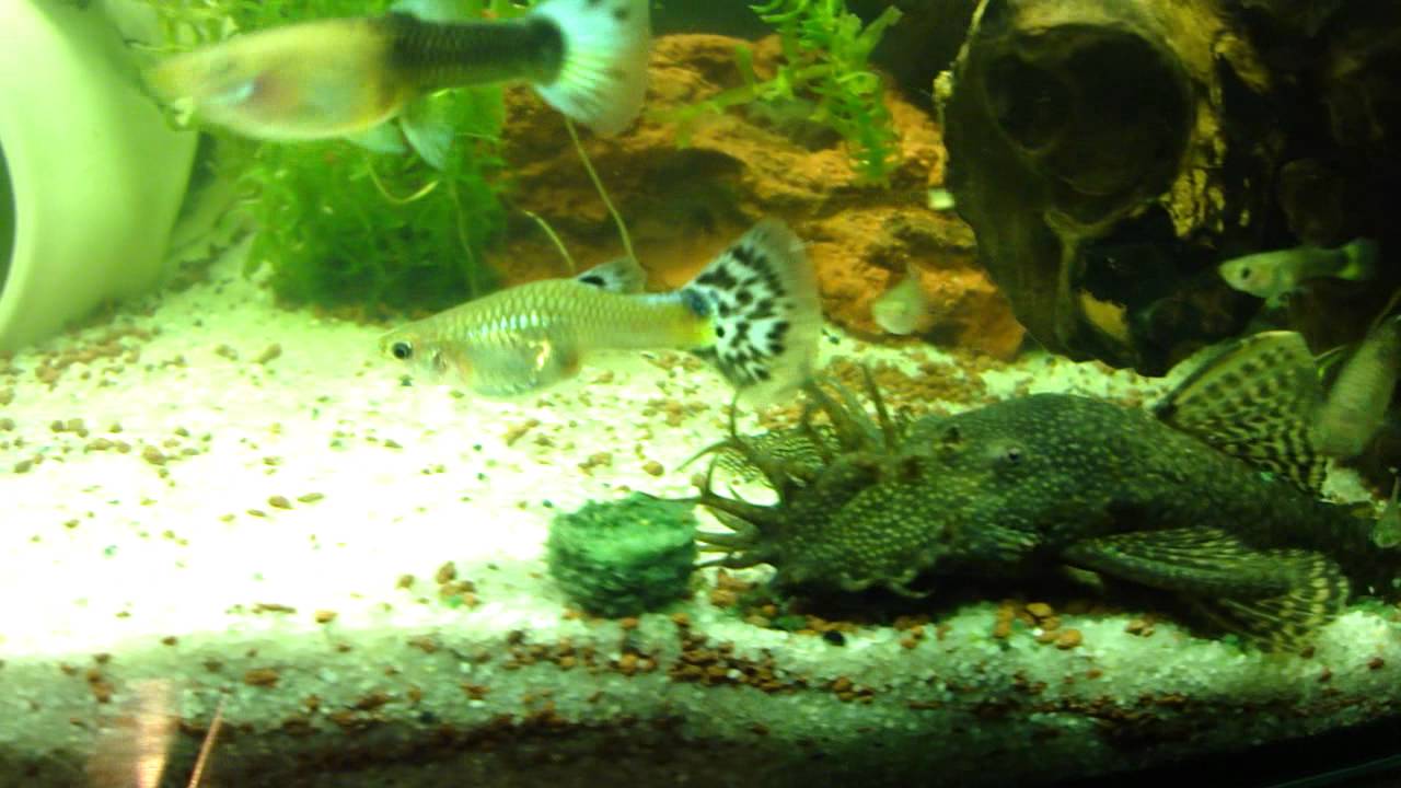 pleco guppy YouTube